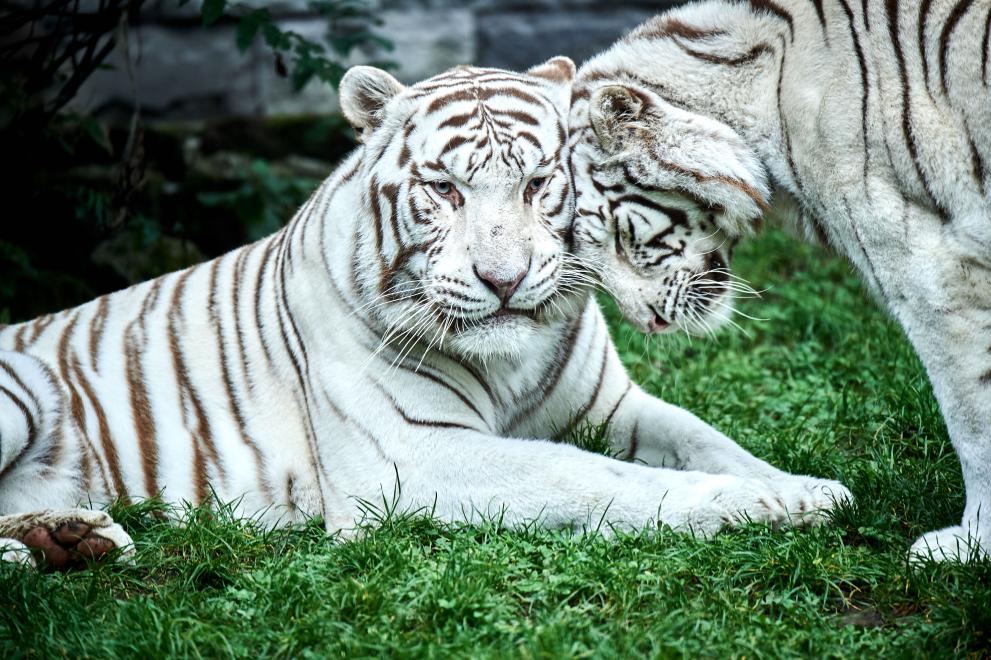 Witte tijgers